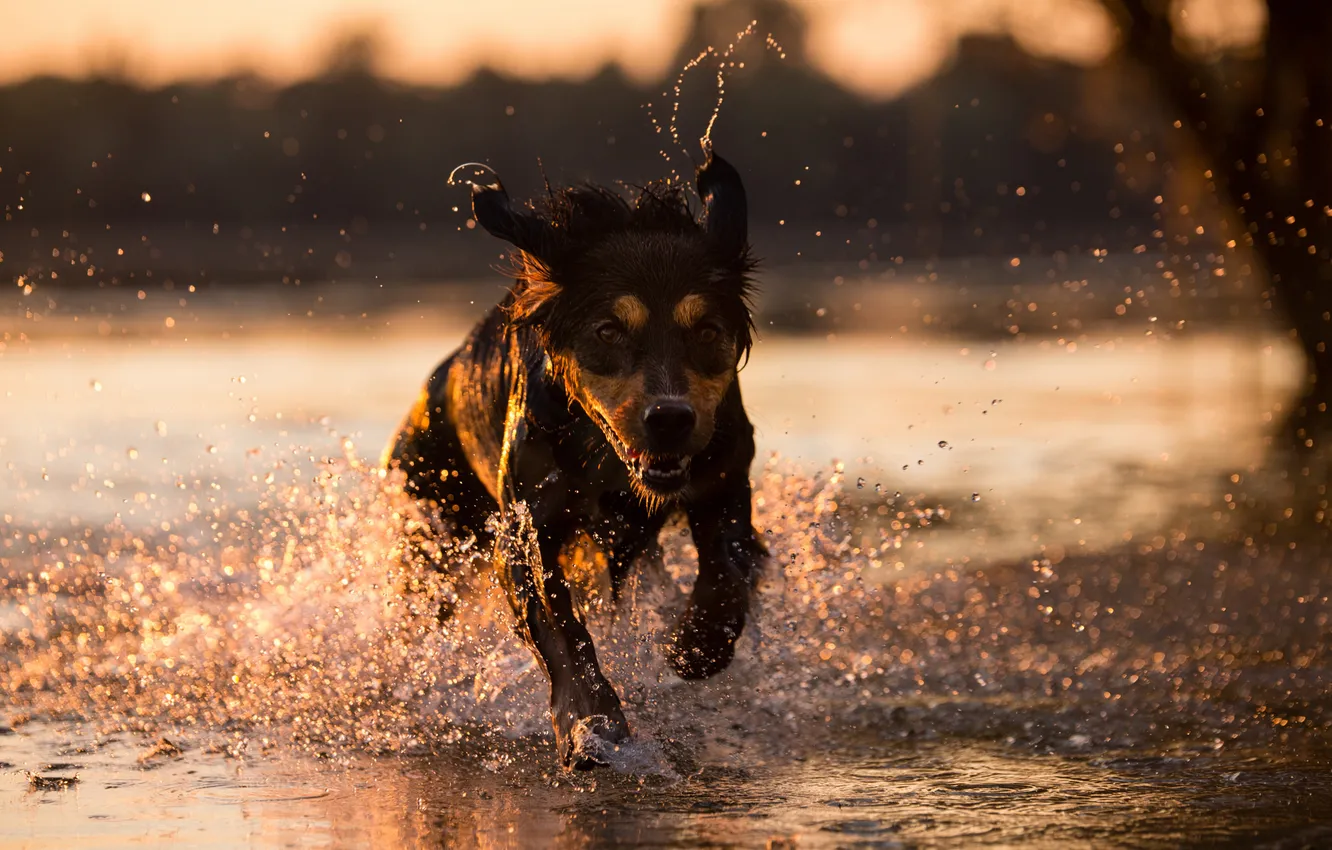 Photo wallpaper look, water, each, dog