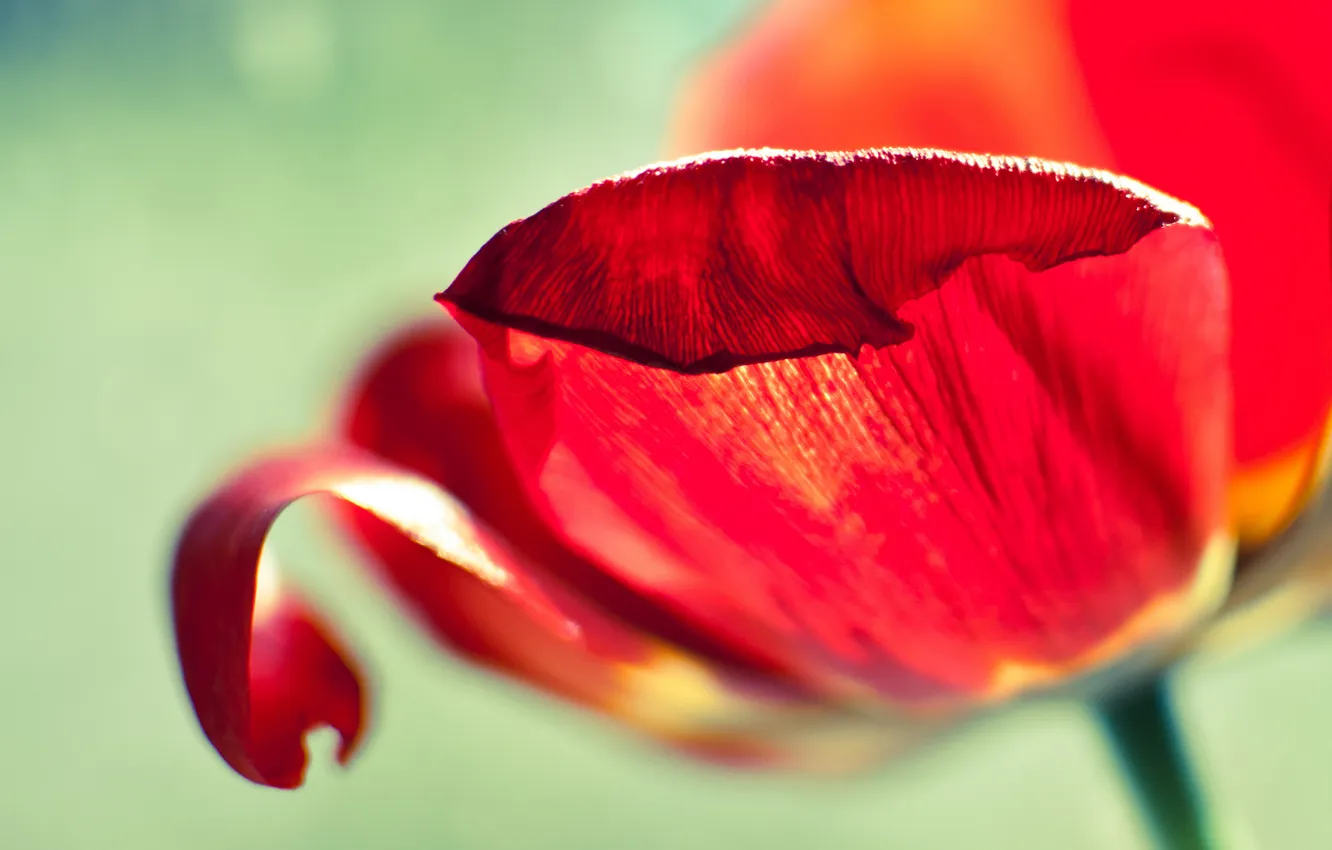 Photo wallpaper macro, red, petals, tulips
