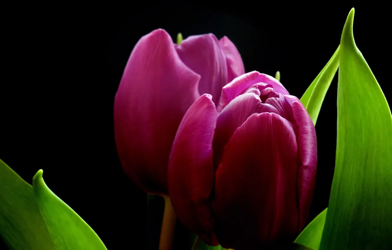 Photo wallpaper nature, background, tulips