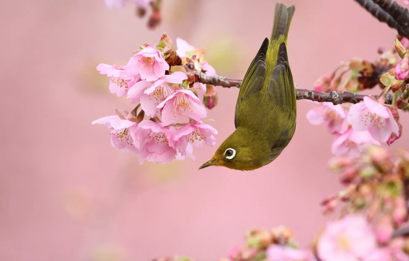 Photo wallpaper flowers, branches, nature, pose, bird, spring, bird, pink background