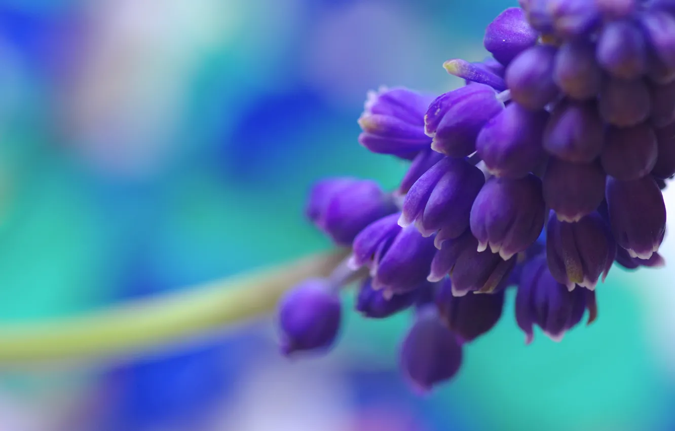 Photo wallpaper flower, macro, blue, nature, blue, color, spring, Muscari