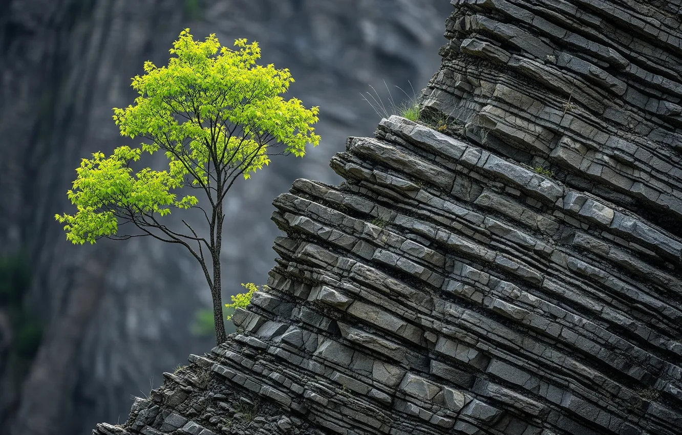 Photo wallpaper trees, nature, rocks, Wallpaper, wallpaper, rock, nature, tree