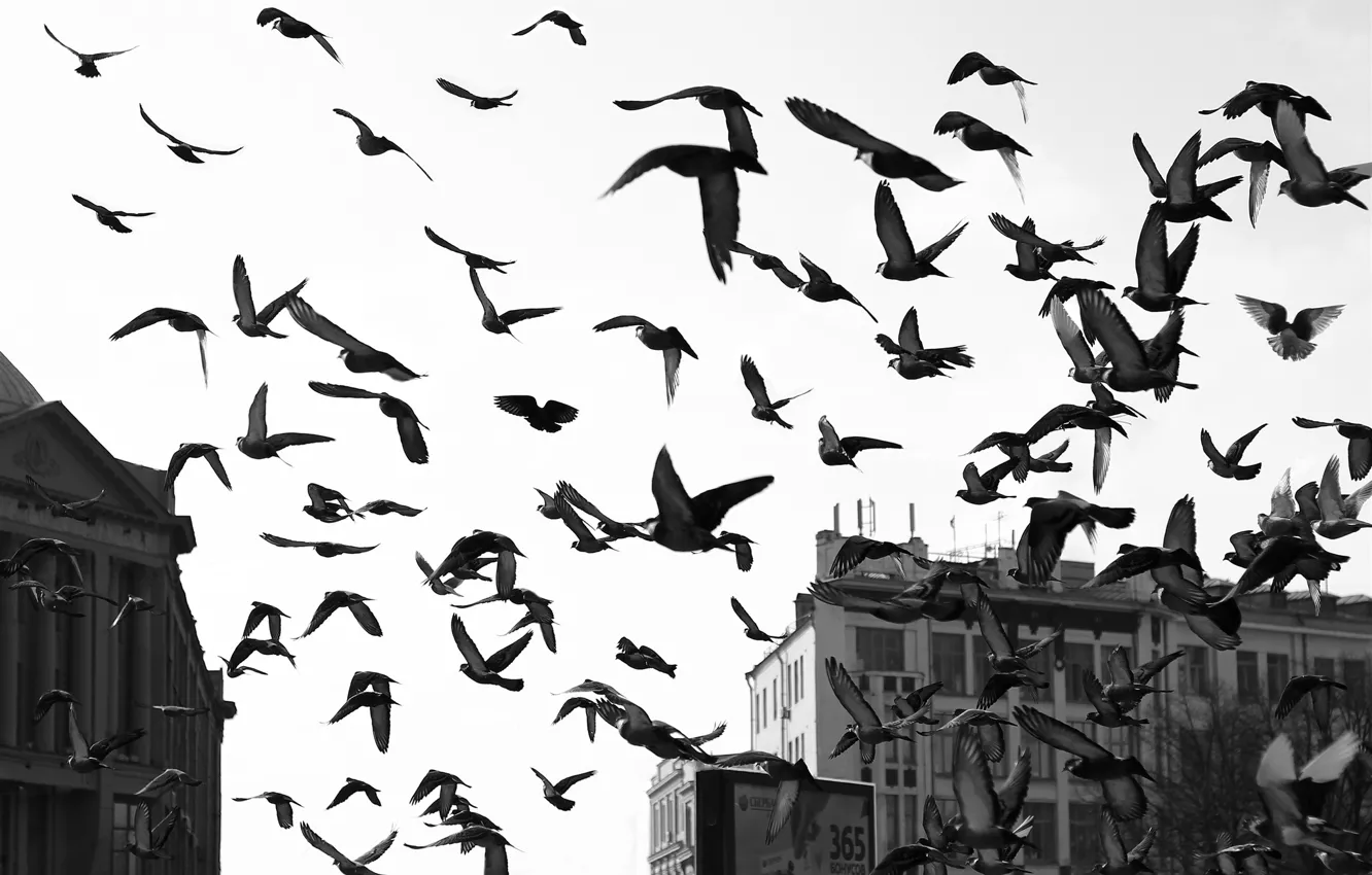 Photo wallpaper flight, bird, building, home, wings, pack, pigeons