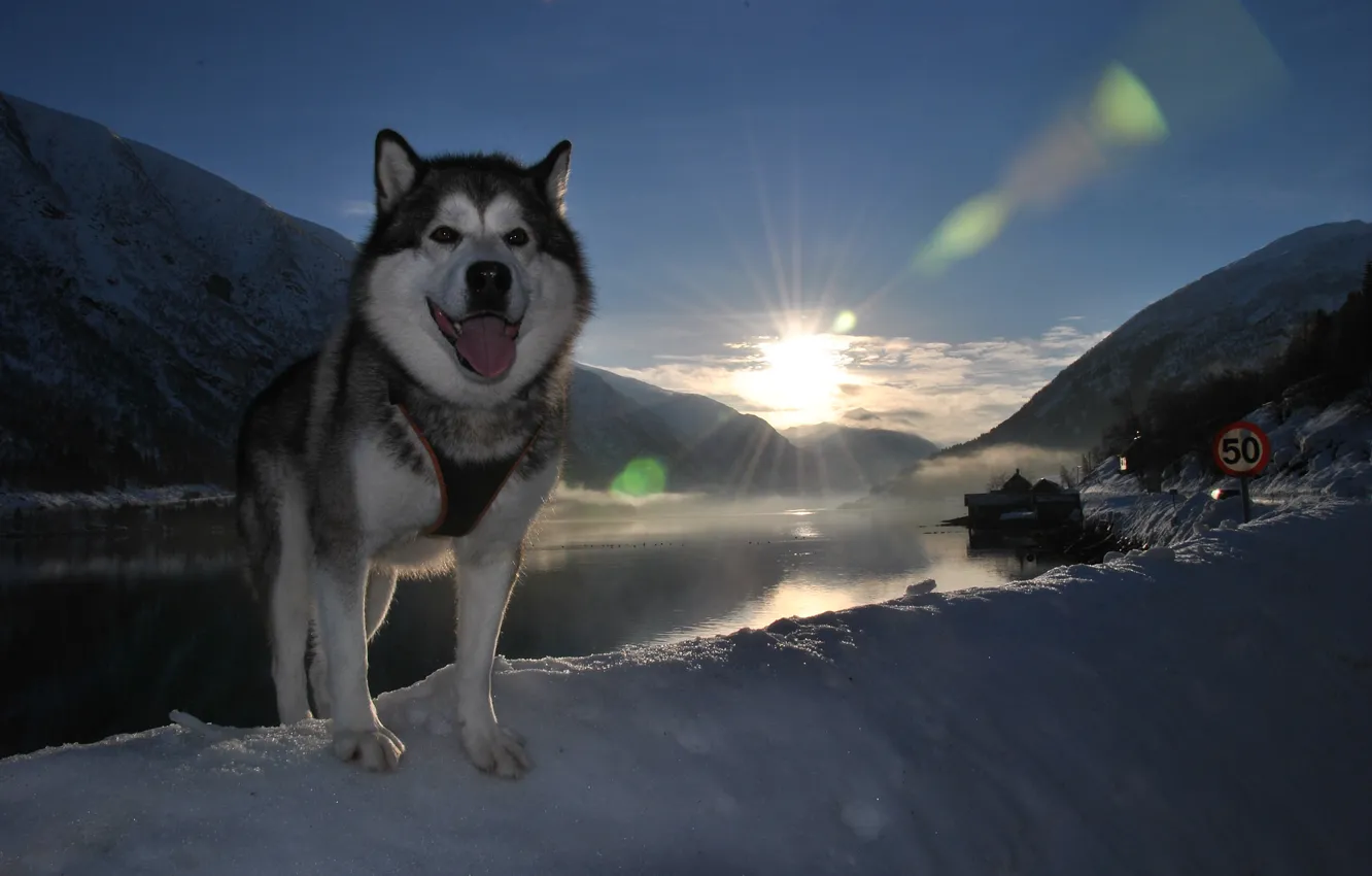 Photo wallpaper language, snow, landscape, each, dog, dog