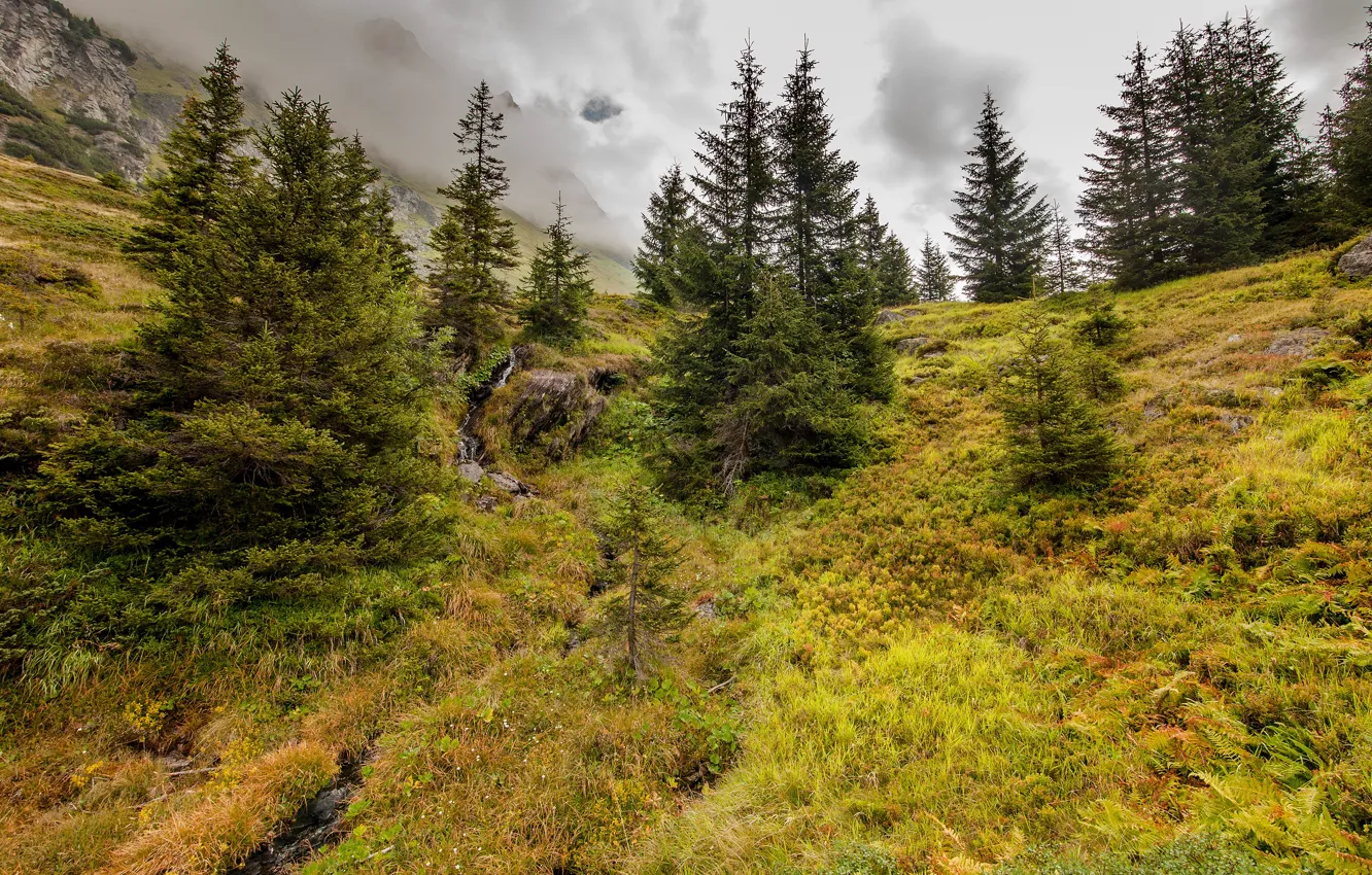 Photo wallpaper forest, mountains, vegetation, ate, slope, hill