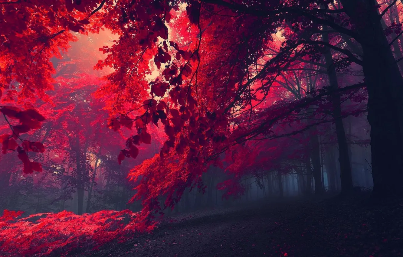 Photo wallpaper Red, Nature, Forest