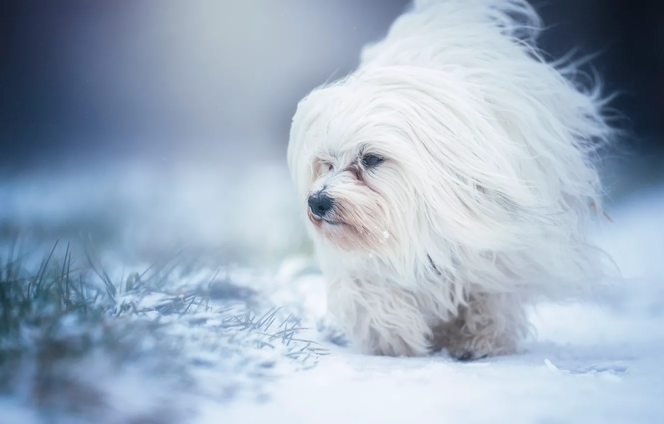 Photo wallpaper snow, dog, The Havanese, shaggy