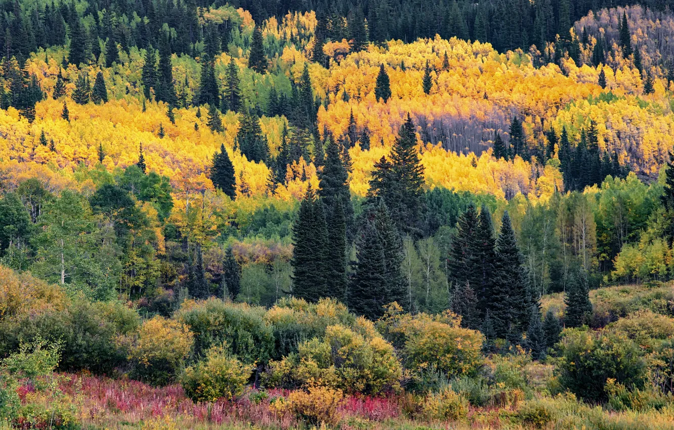 Photo wallpaper autumn, forest, trees, mountains, thickets, view, yellow, ate