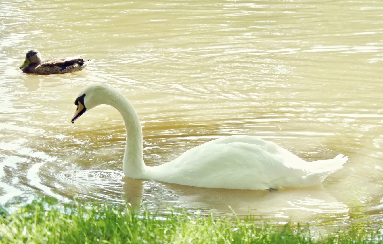 Photo wallpaper bird, swans, Oranienbaum