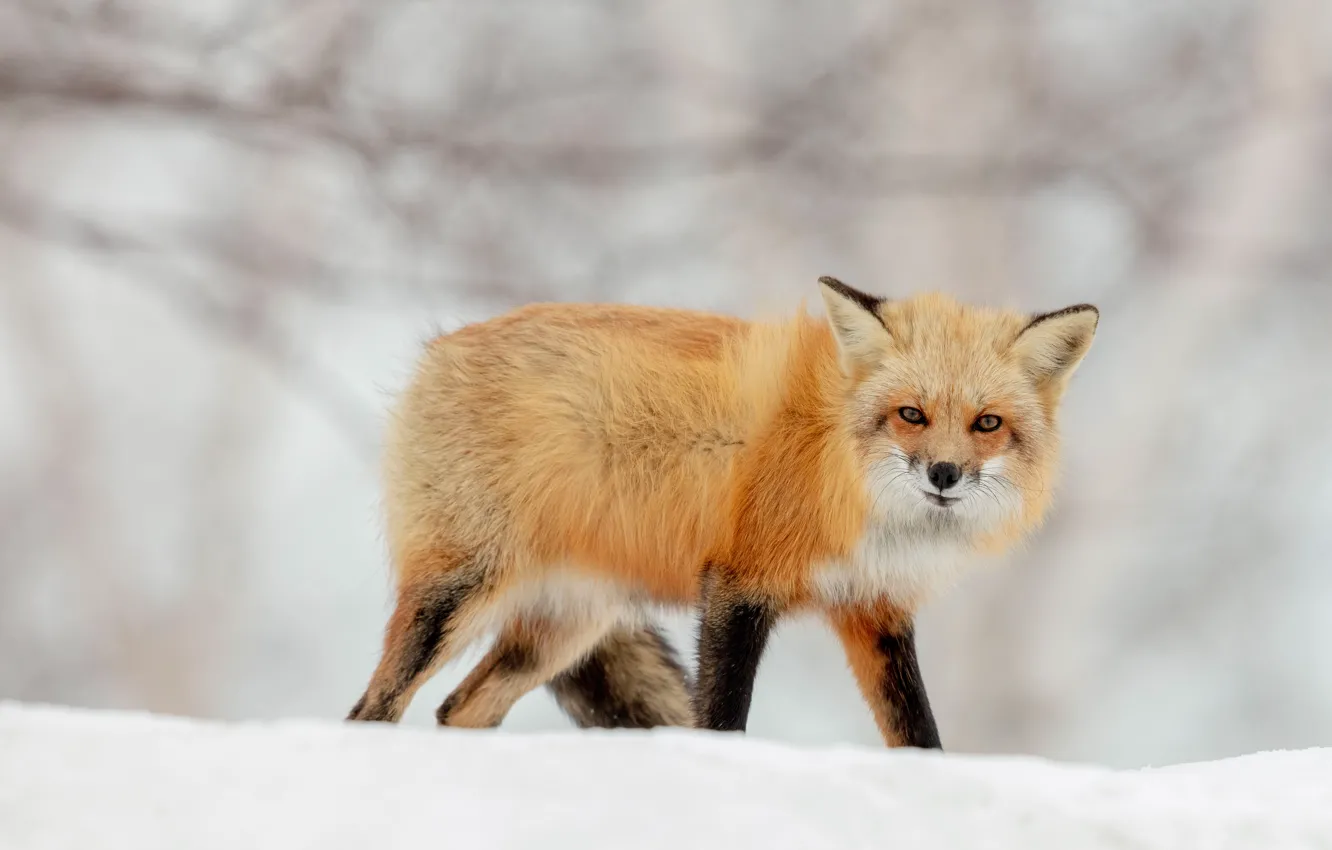 Photo wallpaper winter, snow, Fox, red, walk, Fox