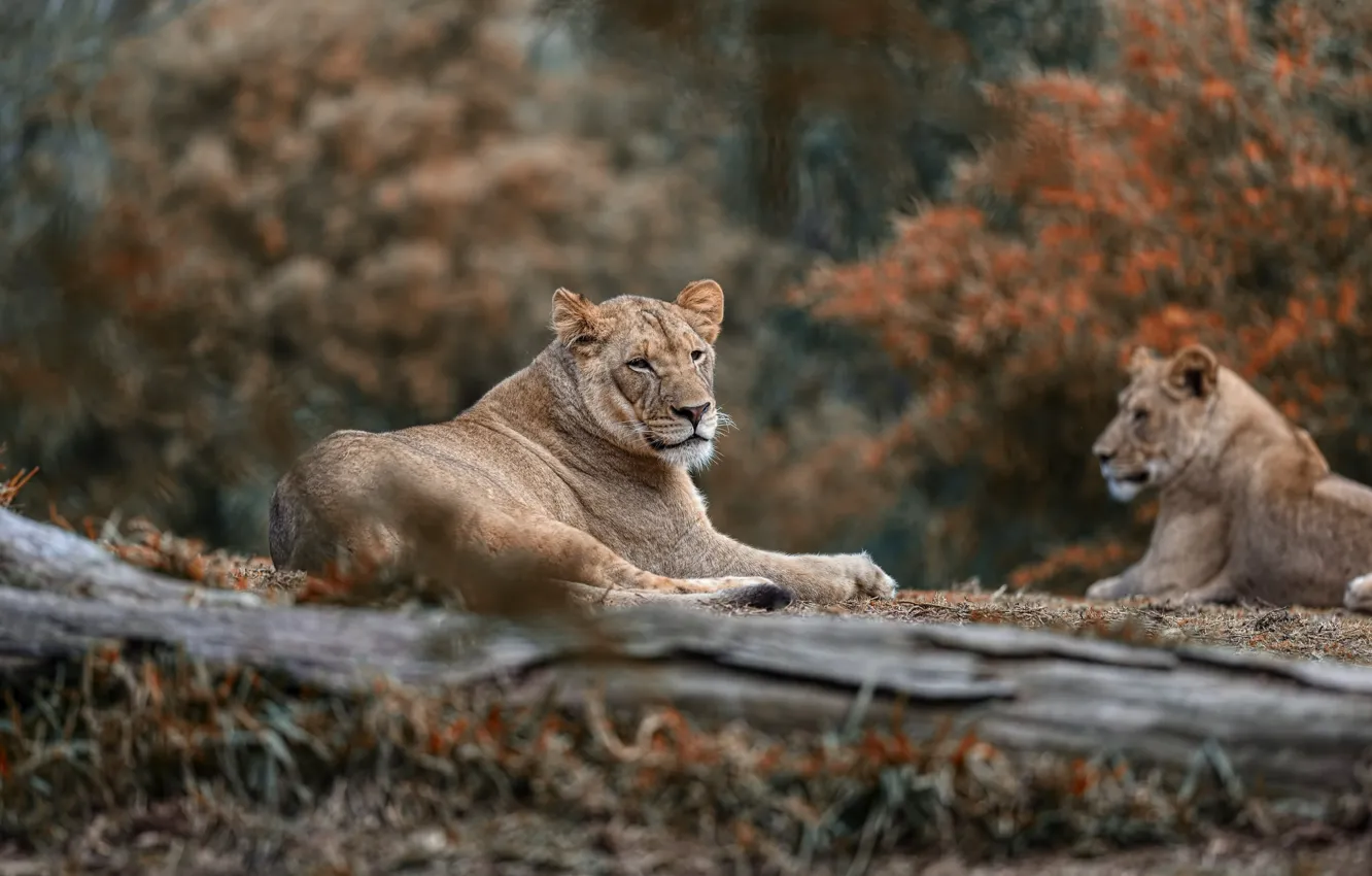 Photo wallpaper nature, stay, pair, lions