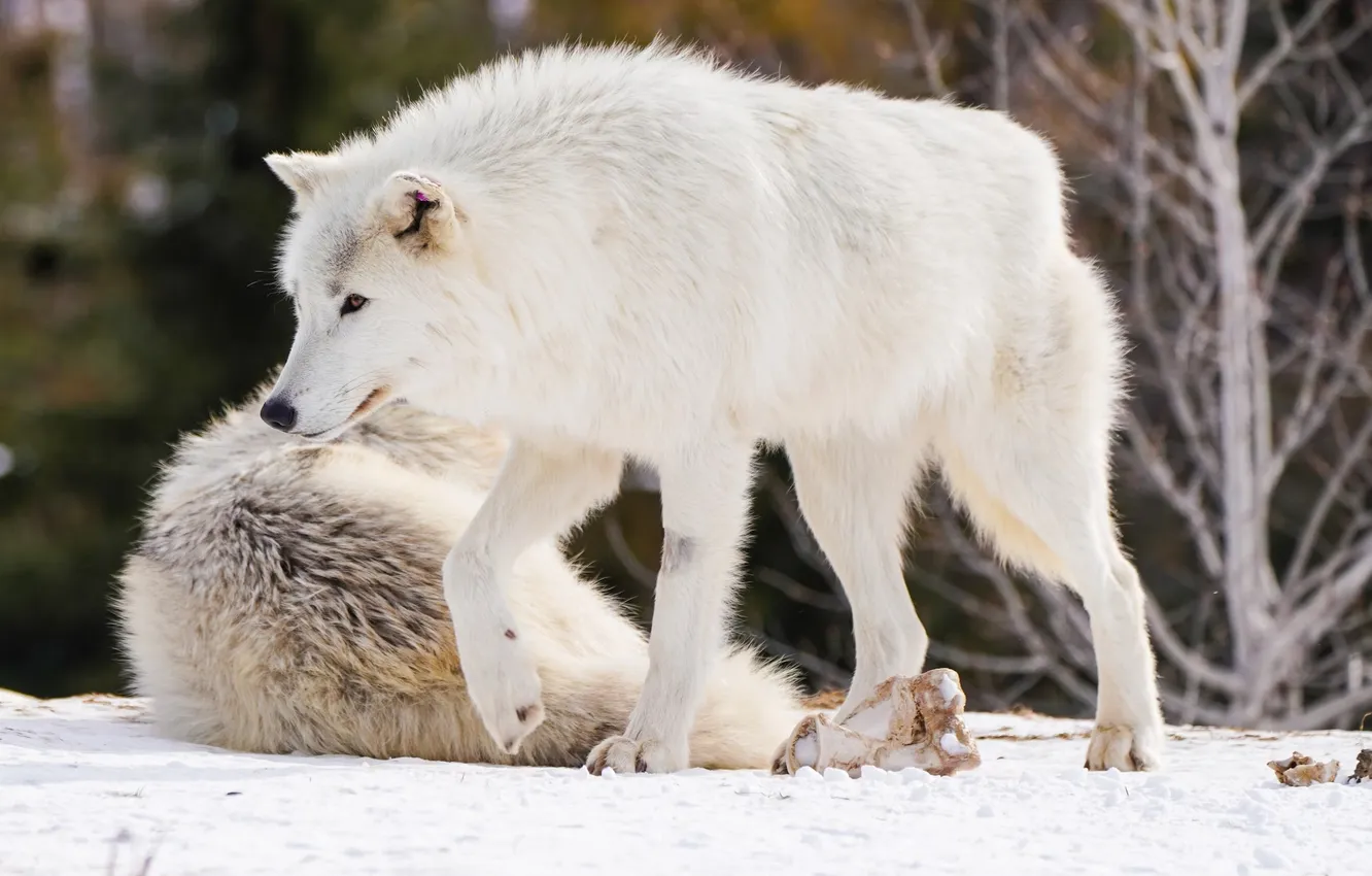 Photo wallpaper Predator, nature, animal, wolf, wildlife, portrait, portrait., Canis lupus. face