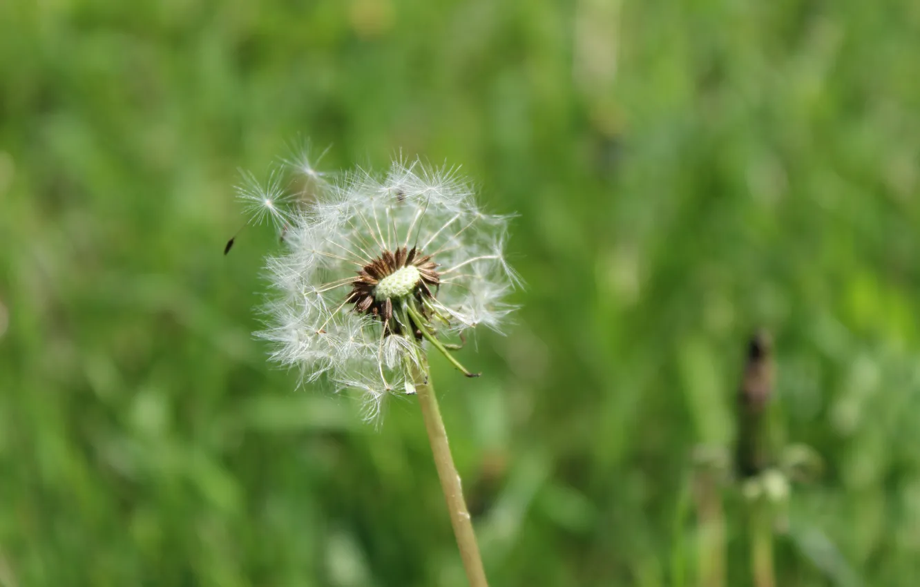 Photo wallpaper summer, dandelion, macro flowers nature