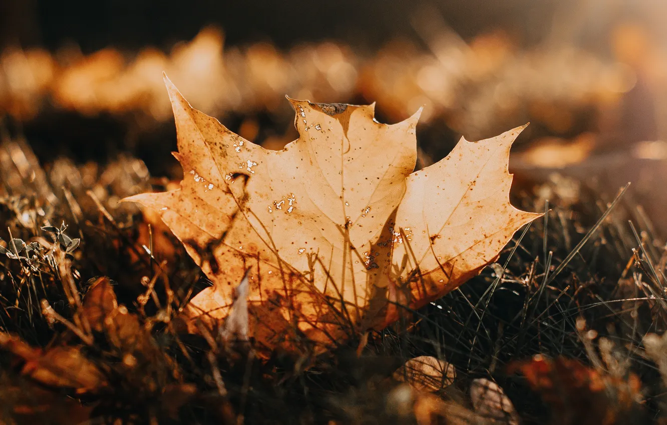 Photo wallpaper autumn, grass, light, orange, leaf, maple, bokeh, Autumn leaf