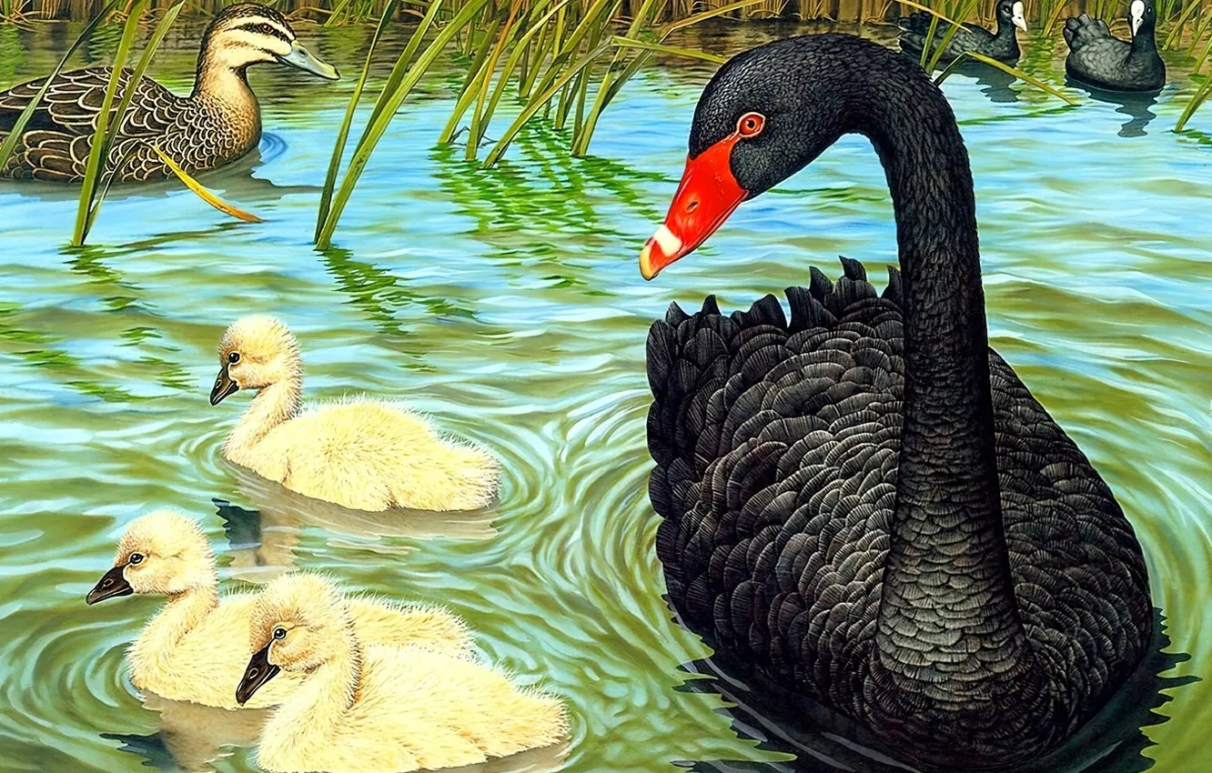 Photo wallpaper lake, duck, baby, black Swan