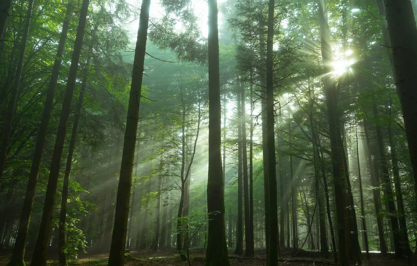 Photo wallpaper greens, forest, the sun, rays, light, trees, branches, nature