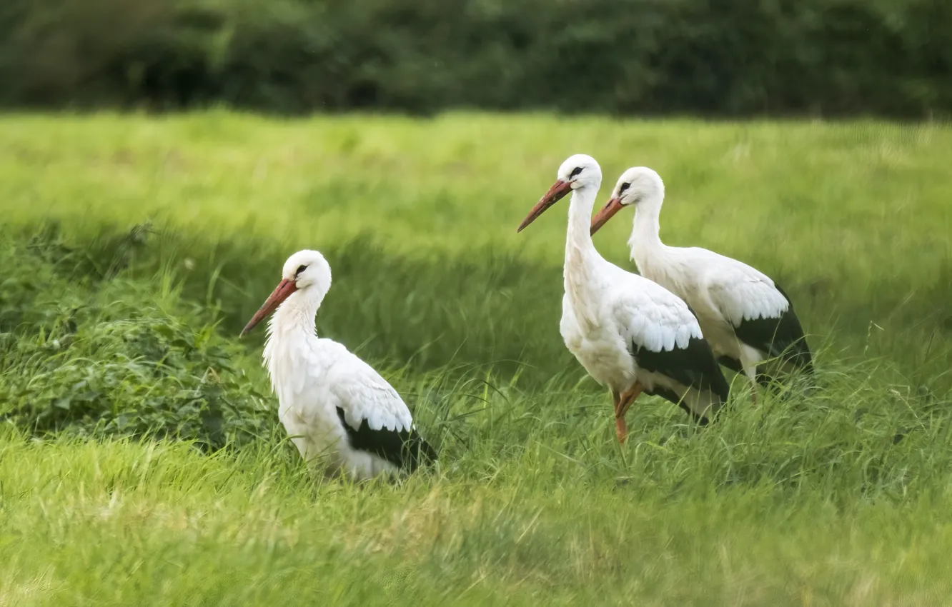 Photo wallpaper grass, birds, nature, meadow, stork, trio, storks