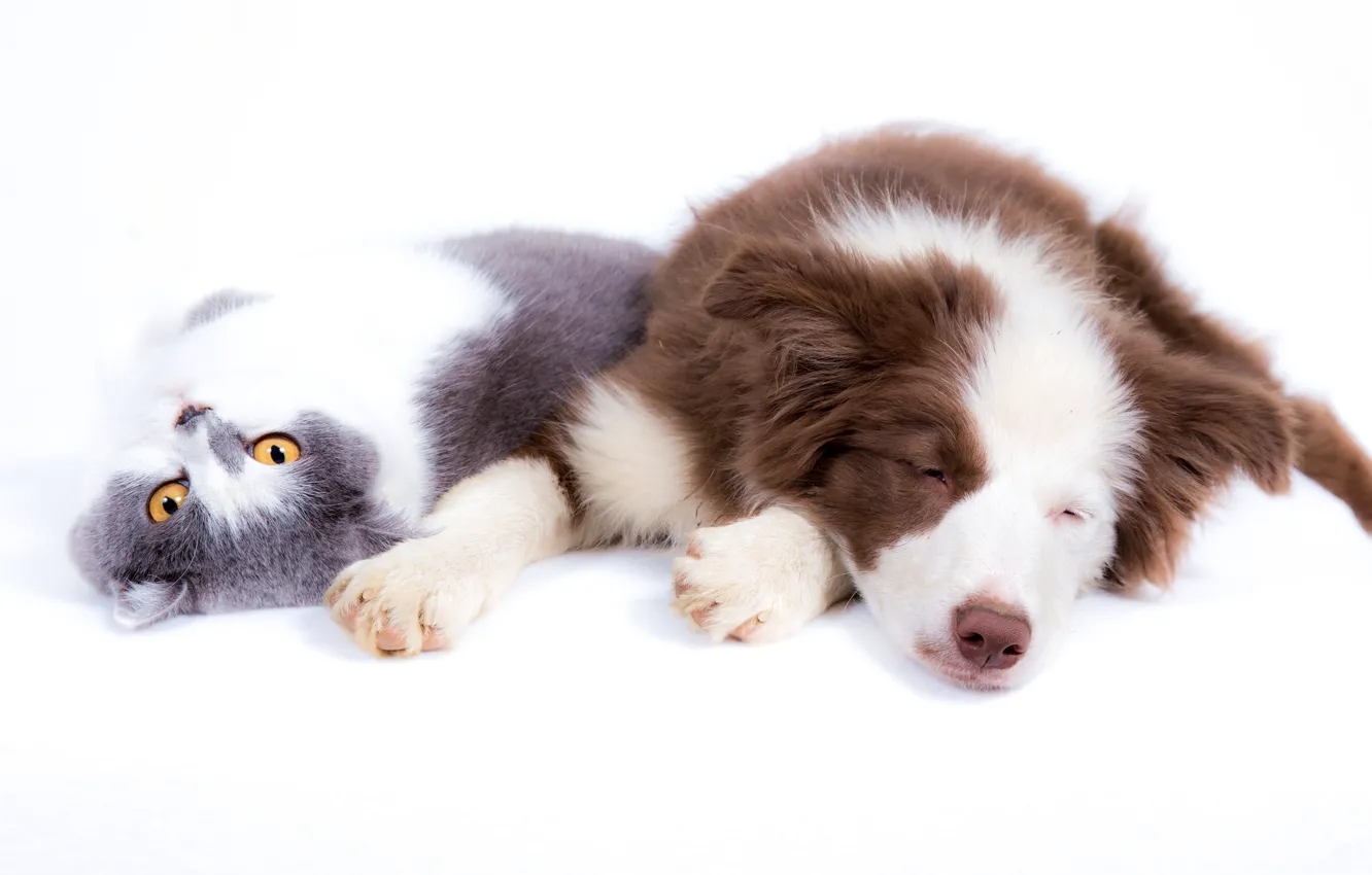 Photo wallpaper cat, cat, each, stay, dog, white background