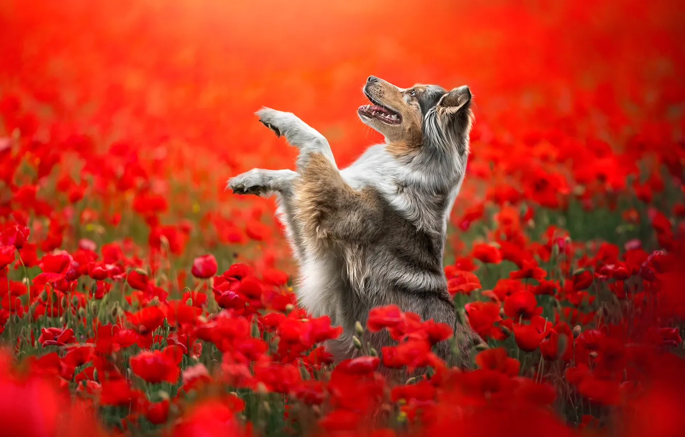 Photo wallpaper flowers, dog, paws, stand, red poppies