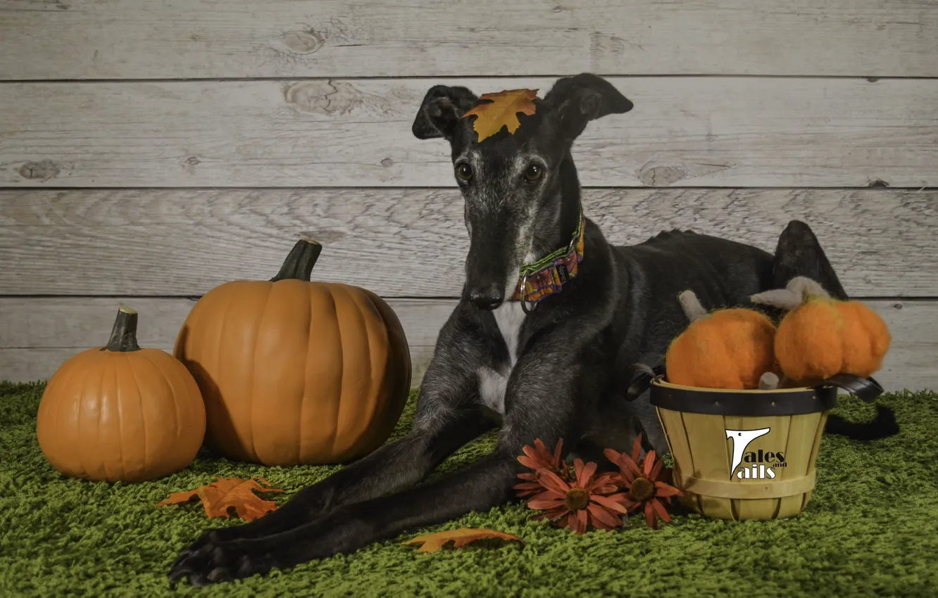 Photo wallpaper flowers, animal, dog, pumpkin