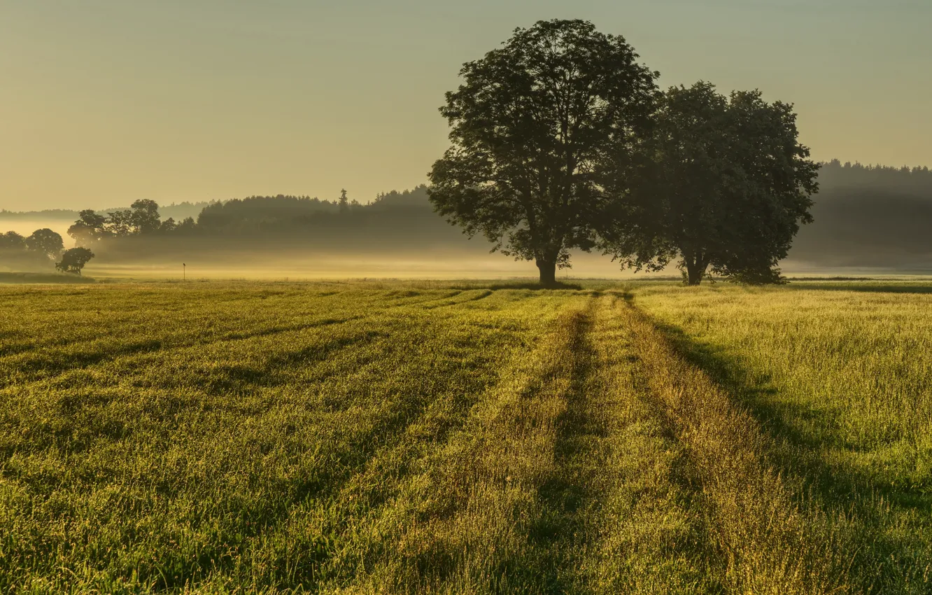 Photo wallpaper field, summer, fog, morning