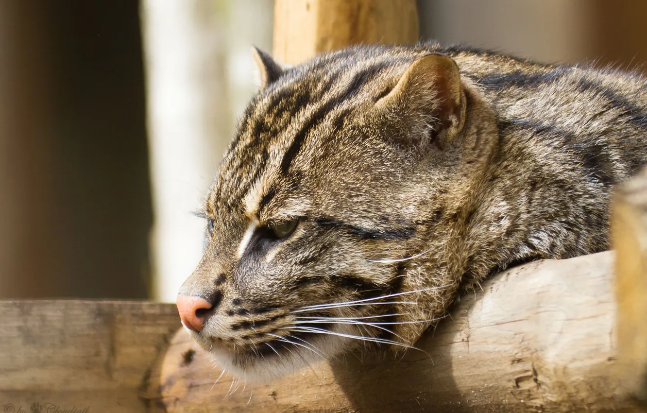 Photo wallpaper cat, cat, face, profile, fishing cat, kot Rybolov