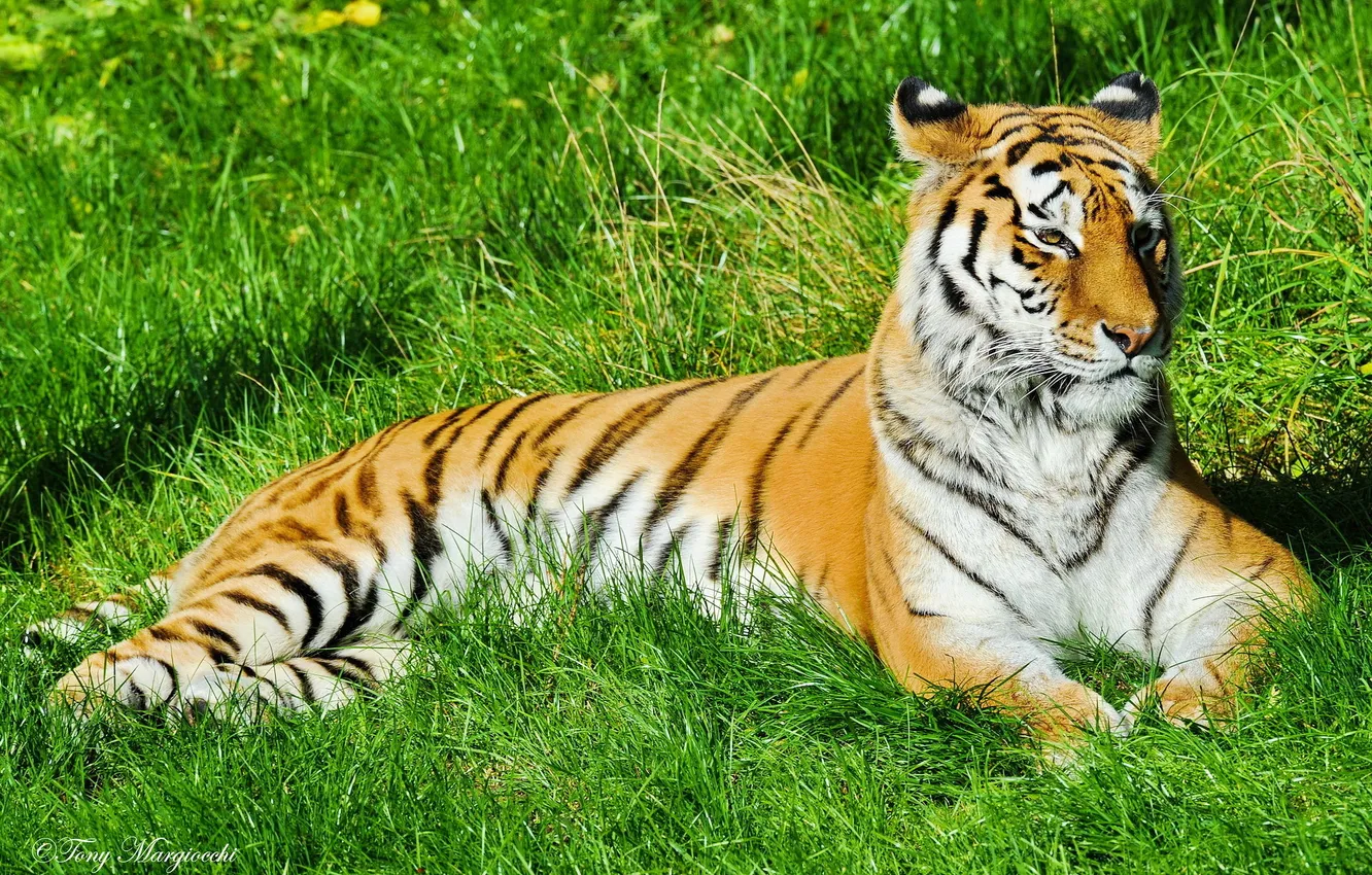Photo wallpaper mustache, face, strips, stay, Tiger, lies, on the grass
