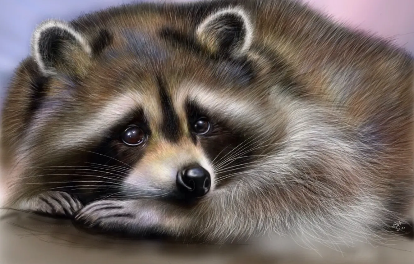 Photo wallpaper look, animal, legs, wool, muzzle, raccoon