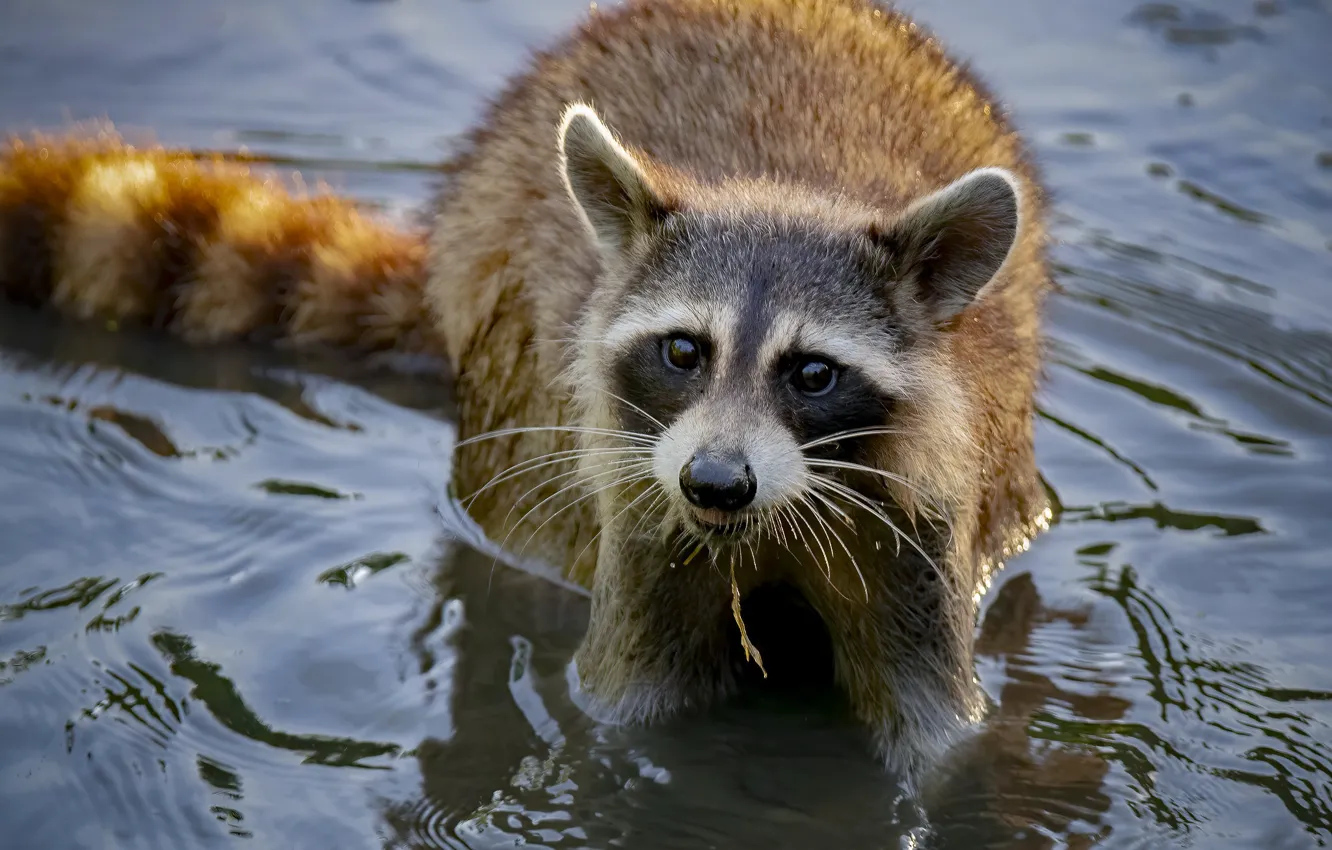Photo wallpaper water, bathing, raccoon