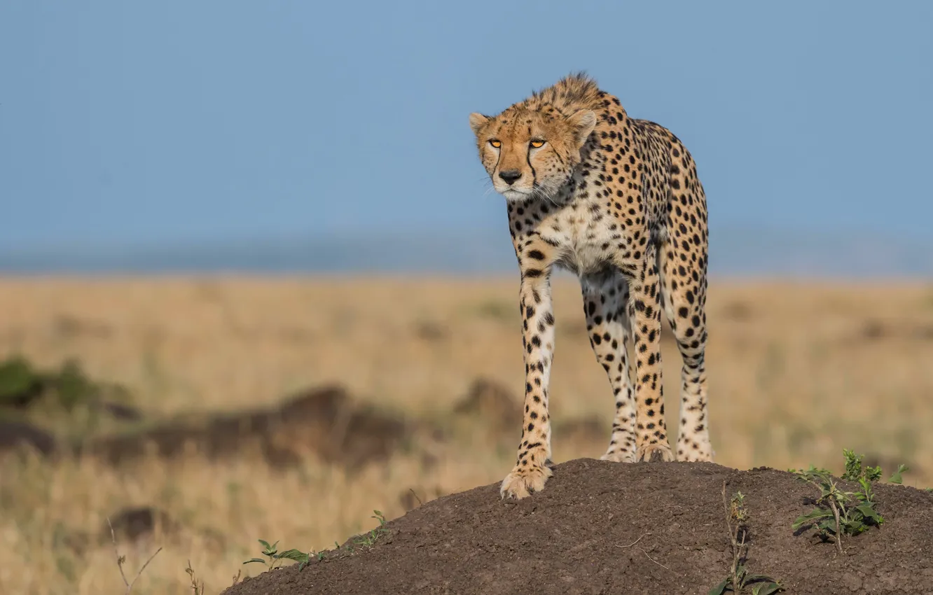 Photo wallpaper field, the sky, look, hills, Cheetah