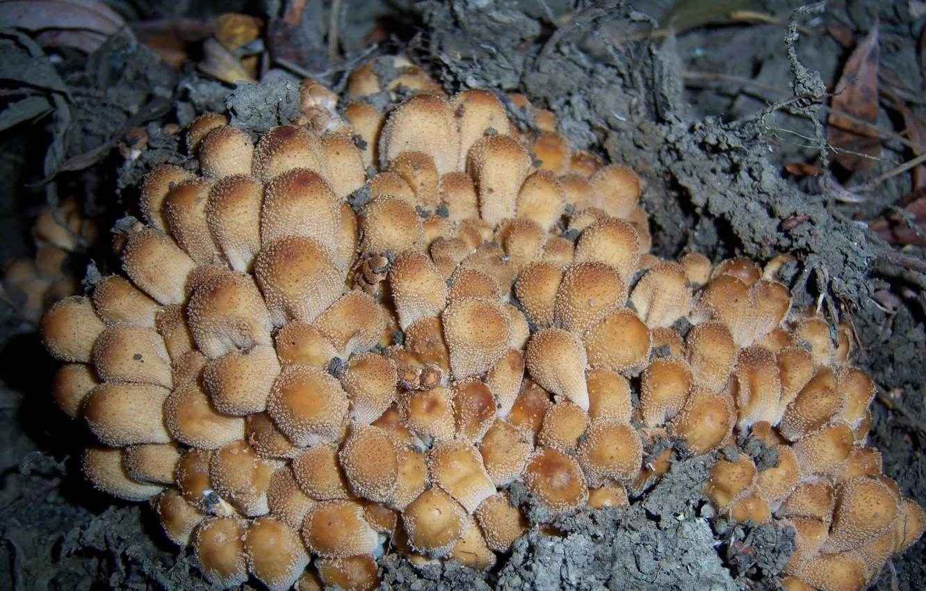 Photo wallpaper autumn, mushrooms, a bunch, Mamala ©