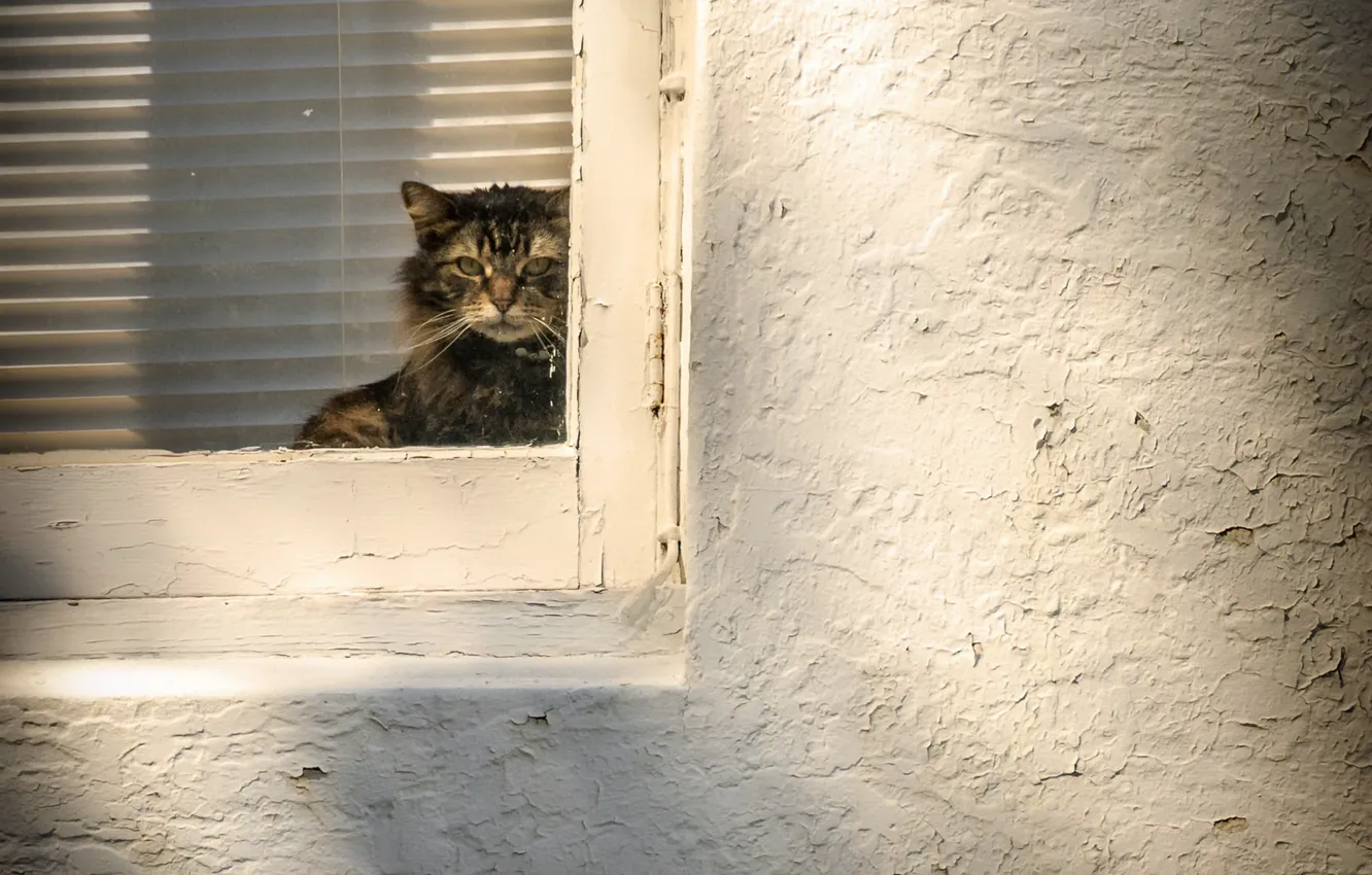 Photo wallpaper cat, house, window