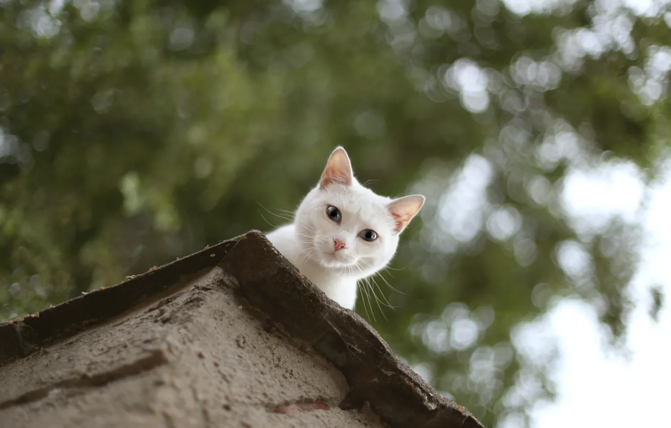 Photo wallpaper roof, cat, eyes, cat