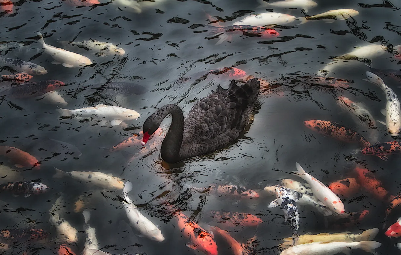 Photo wallpaper nature, lake, fish, swans
