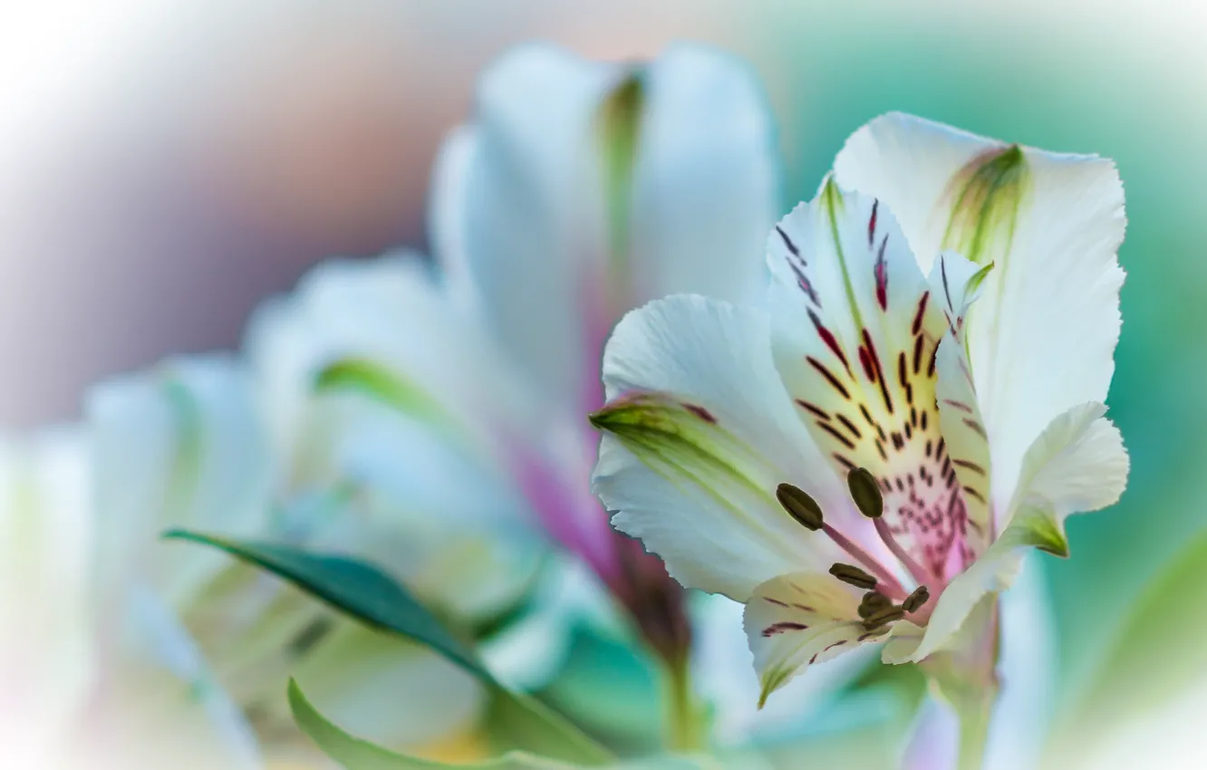 Photo wallpaper flowers, nature, Lily, plant, petals