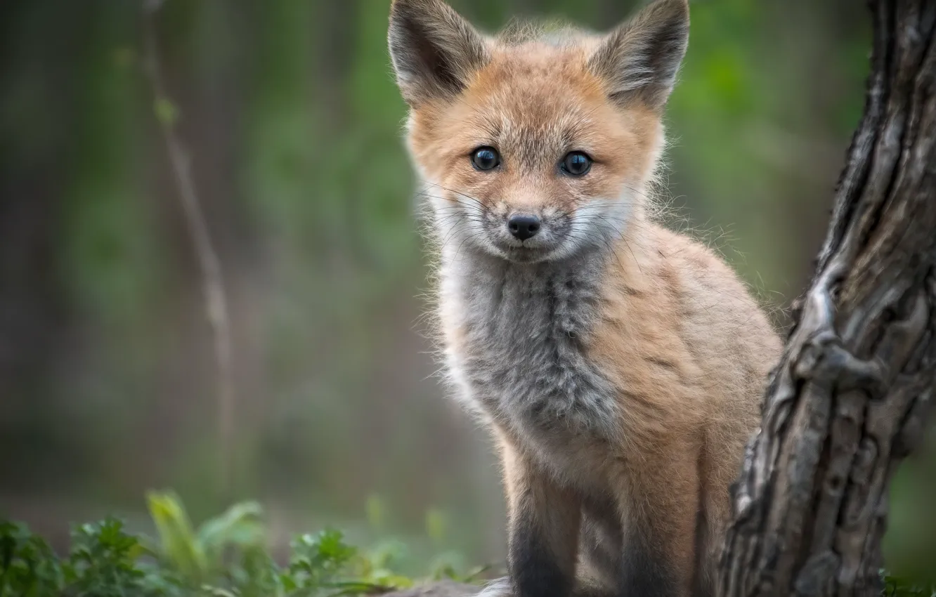 Photo wallpaper nature, Fox, sitting, Fox
