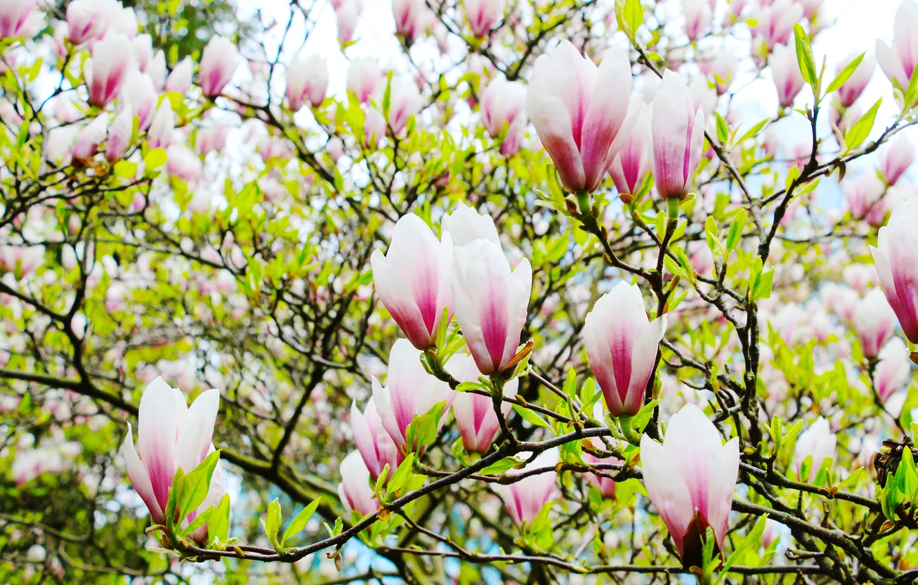 Photo wallpaper flower, magnolia, twigs