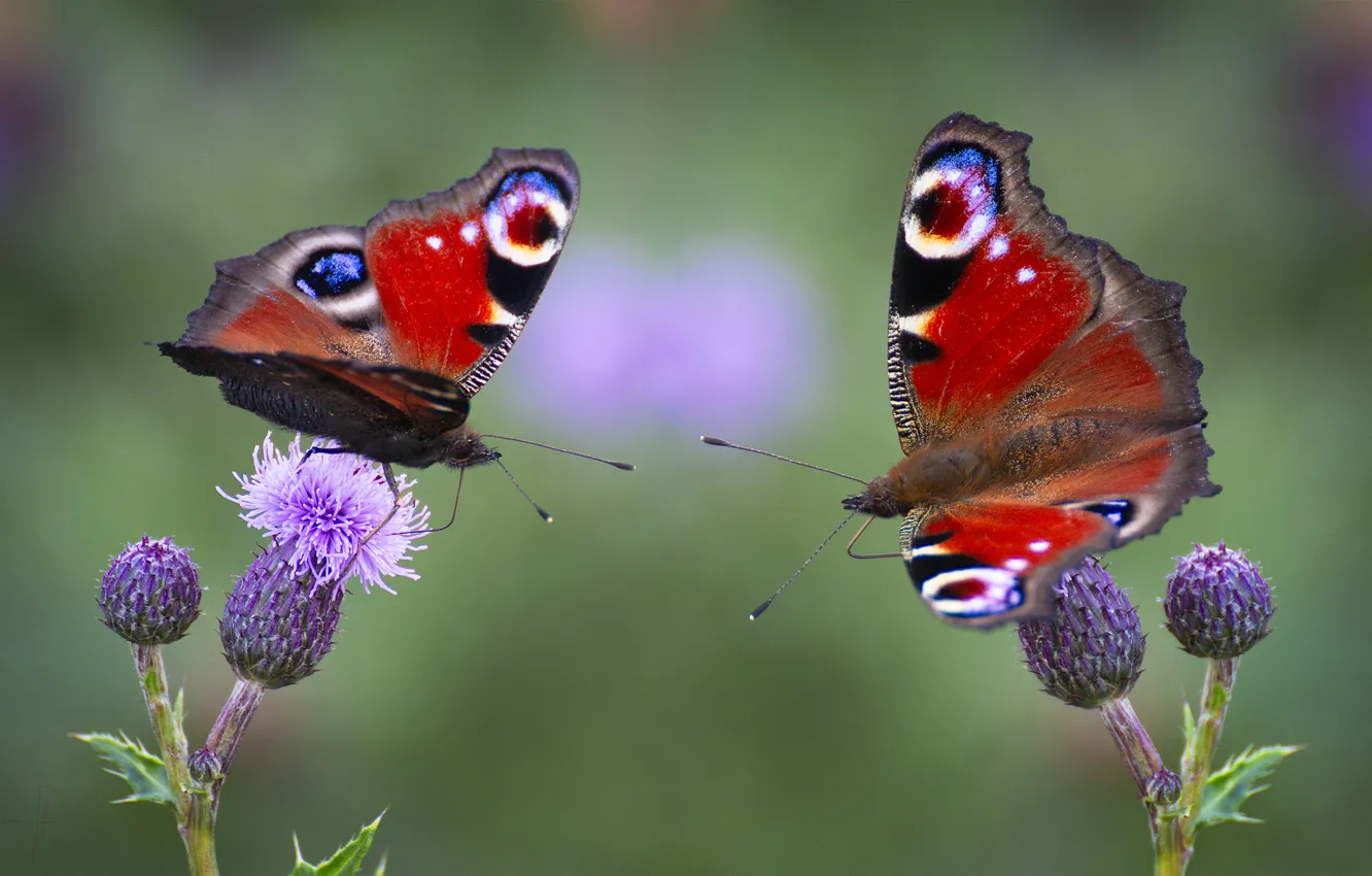 Photo wallpaper Emperor moth, macro, flowers, Duo, two butterflies, a couple, butterfly