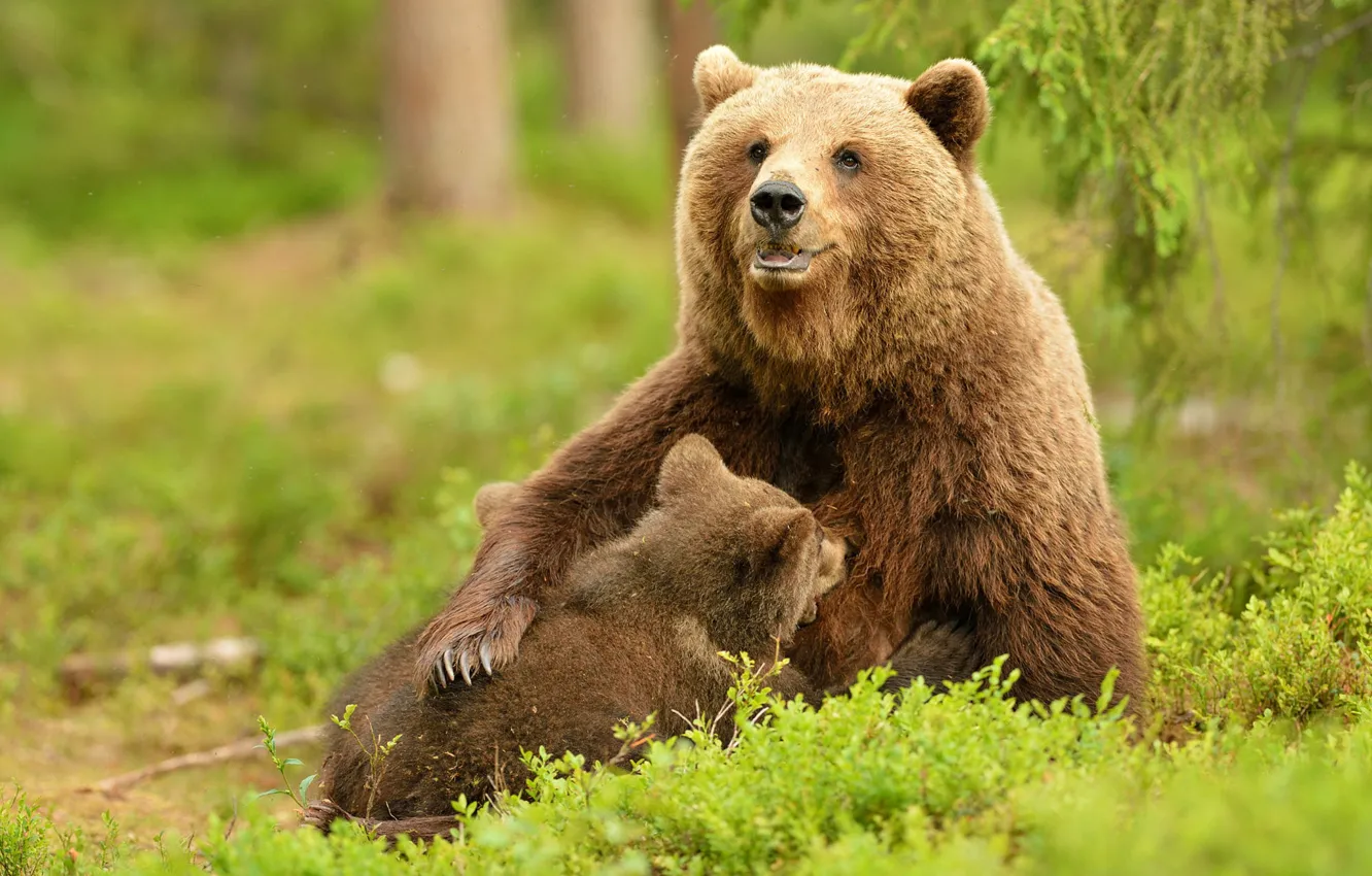 Photo wallpaper nature, bears, bear, bear, brown, breastfeeding, two bears
