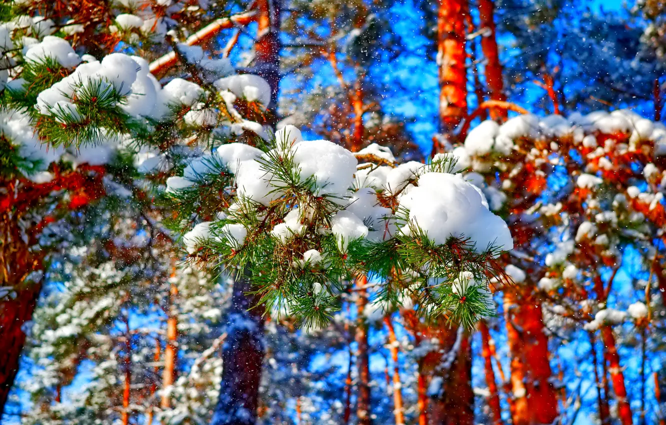 Photo wallpaper winter, forest, the sky, snow, trees, needles, pine