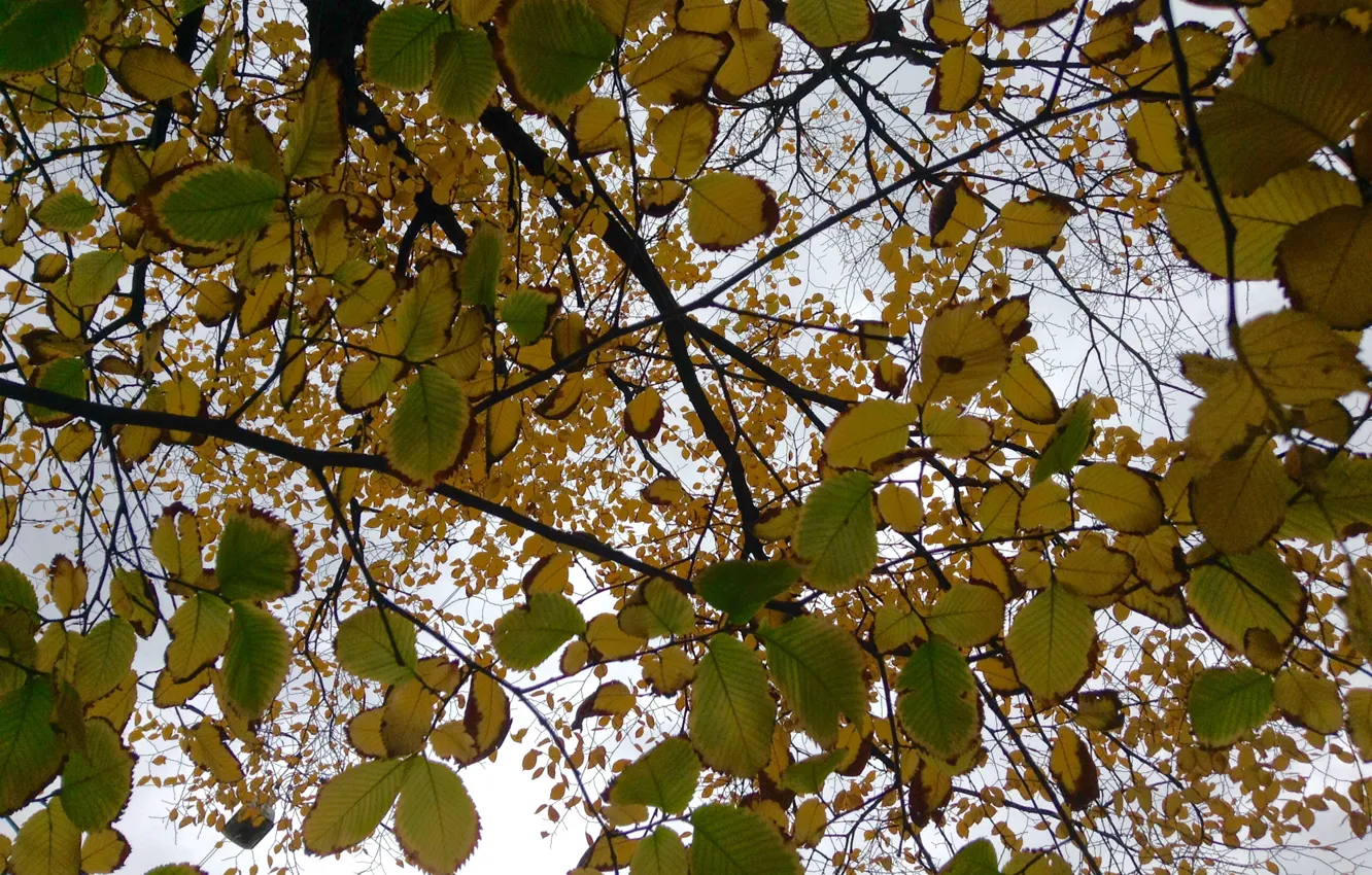 Photo wallpaper autumn, nature, foliage