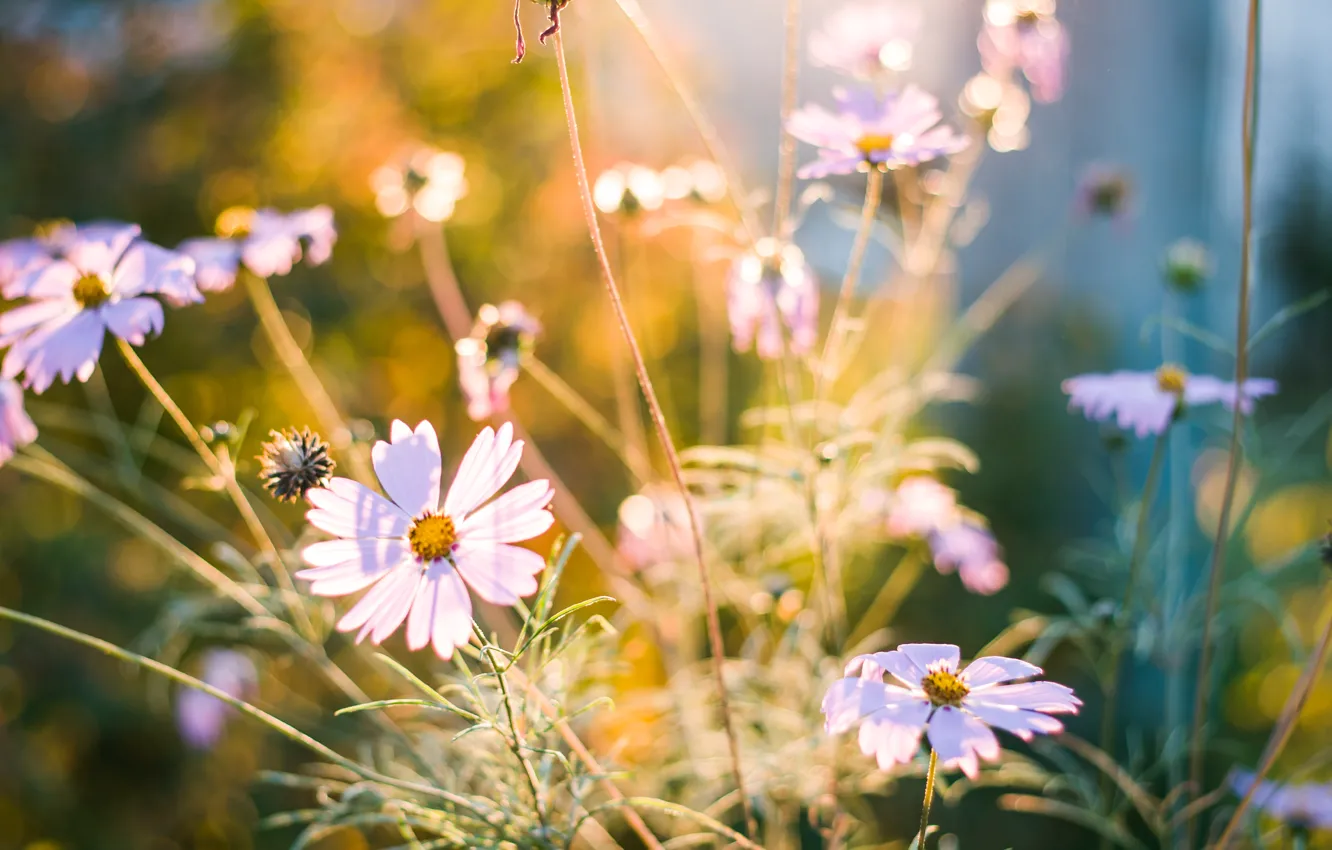 Photo wallpaper summer, sunset, flowers, nature, summer, sunset, flowers