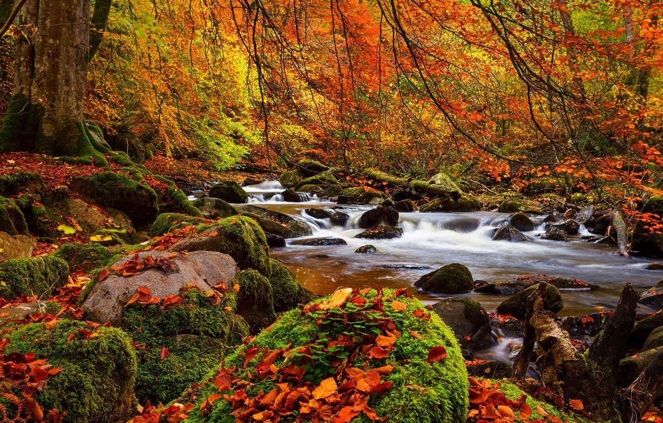 Photo wallpaper forest, trees, landscape, nature, forest, river, trees, landscape
