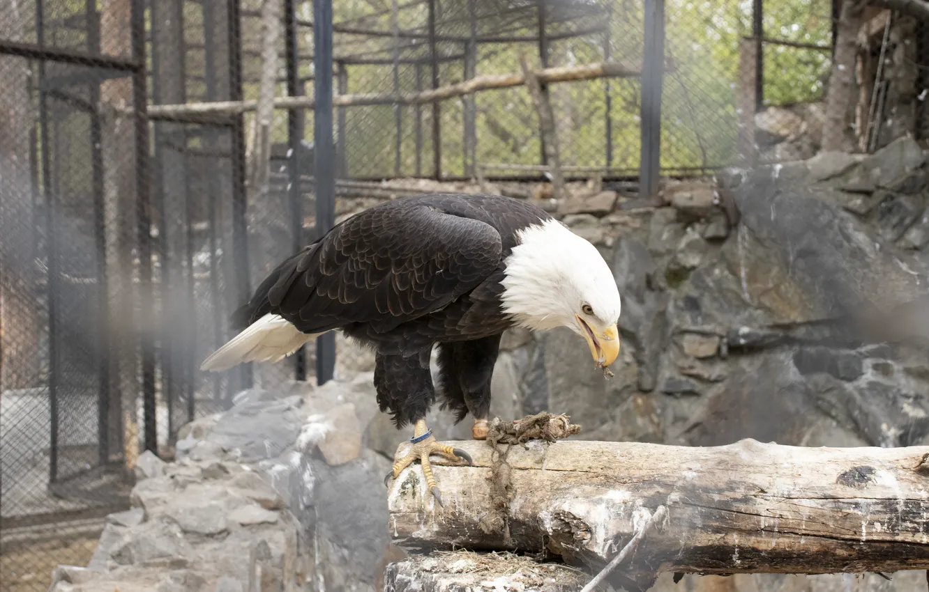 Photo wallpaper bird, eagle, beak, zoo, NSK, Novosibirsk, Archanicum, Canon 200D