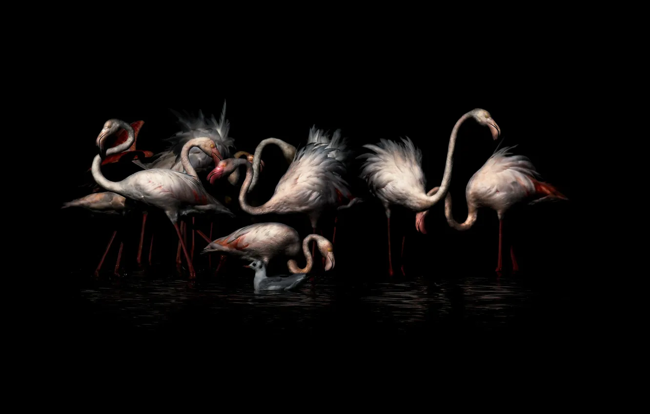 Photo wallpaper birds, nature, Flamingo