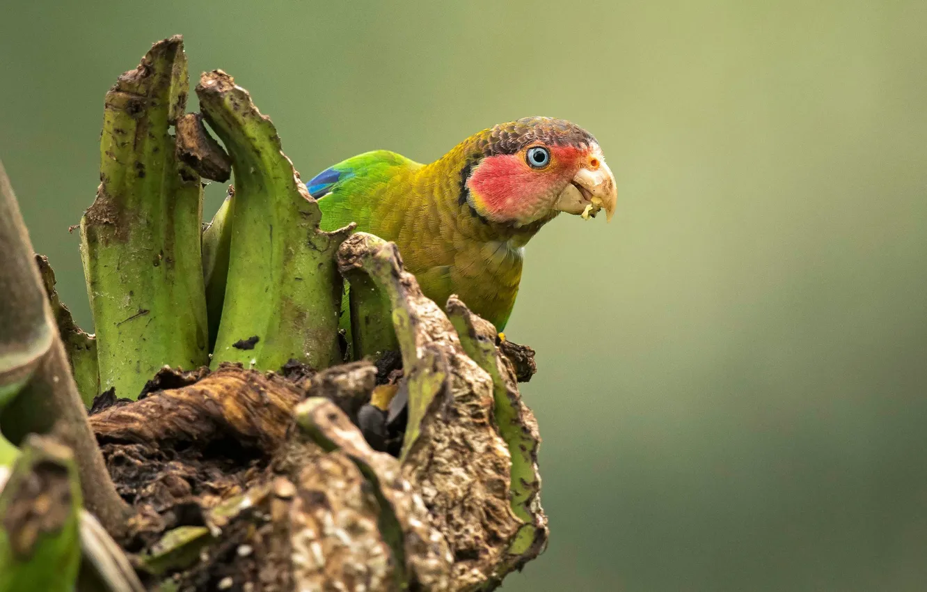 Photo wallpaper background, bird, parrot, Rosy-cheeked parrot