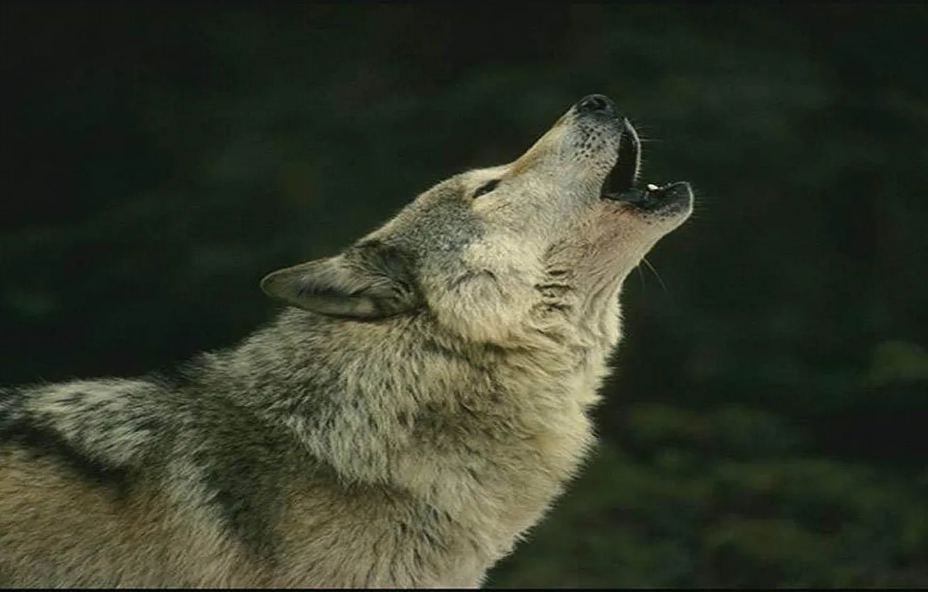 Photo wallpaper animal, wolf, wildlife, howling