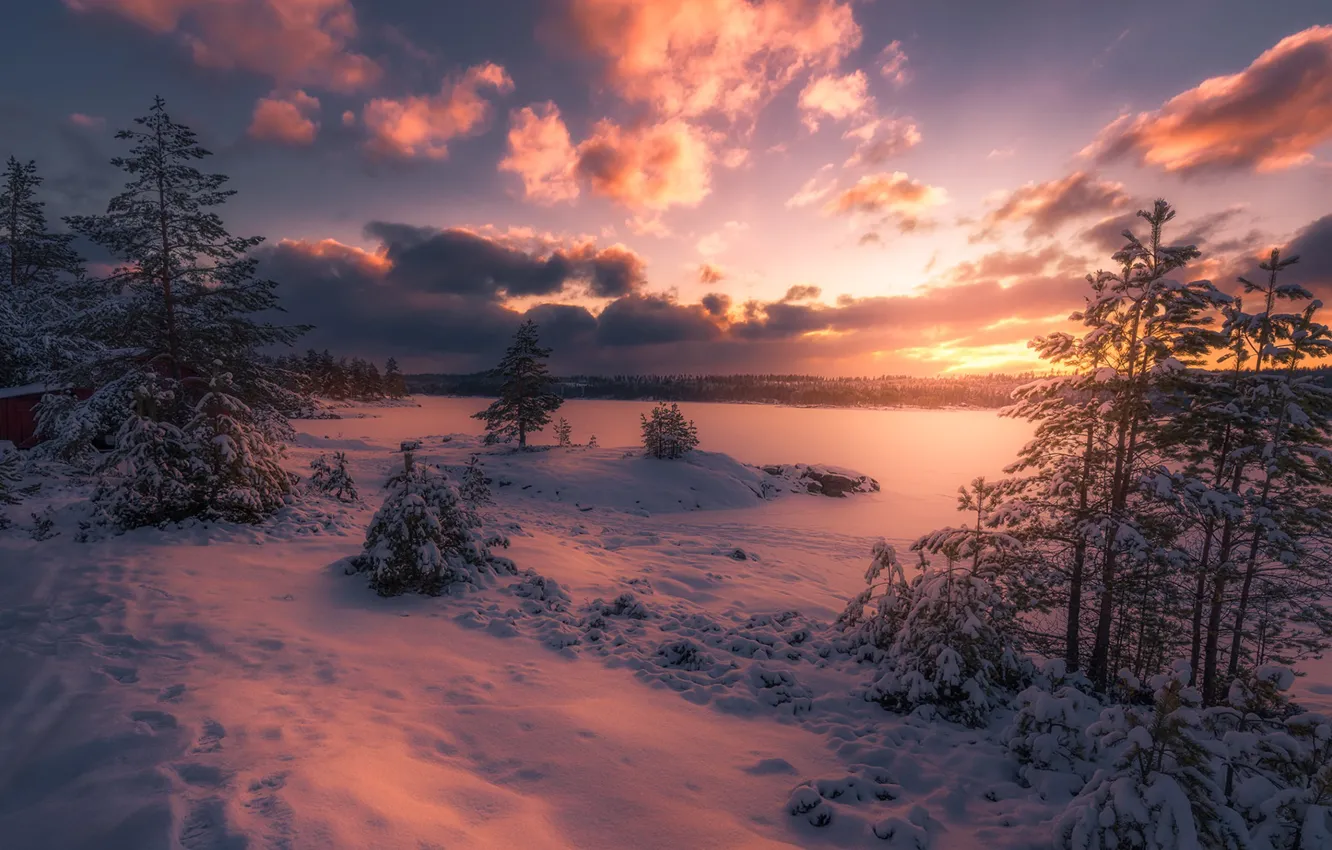 Photo wallpaper forest, the sky, snow, trees, sunset, nature, Norway, Winter evening
