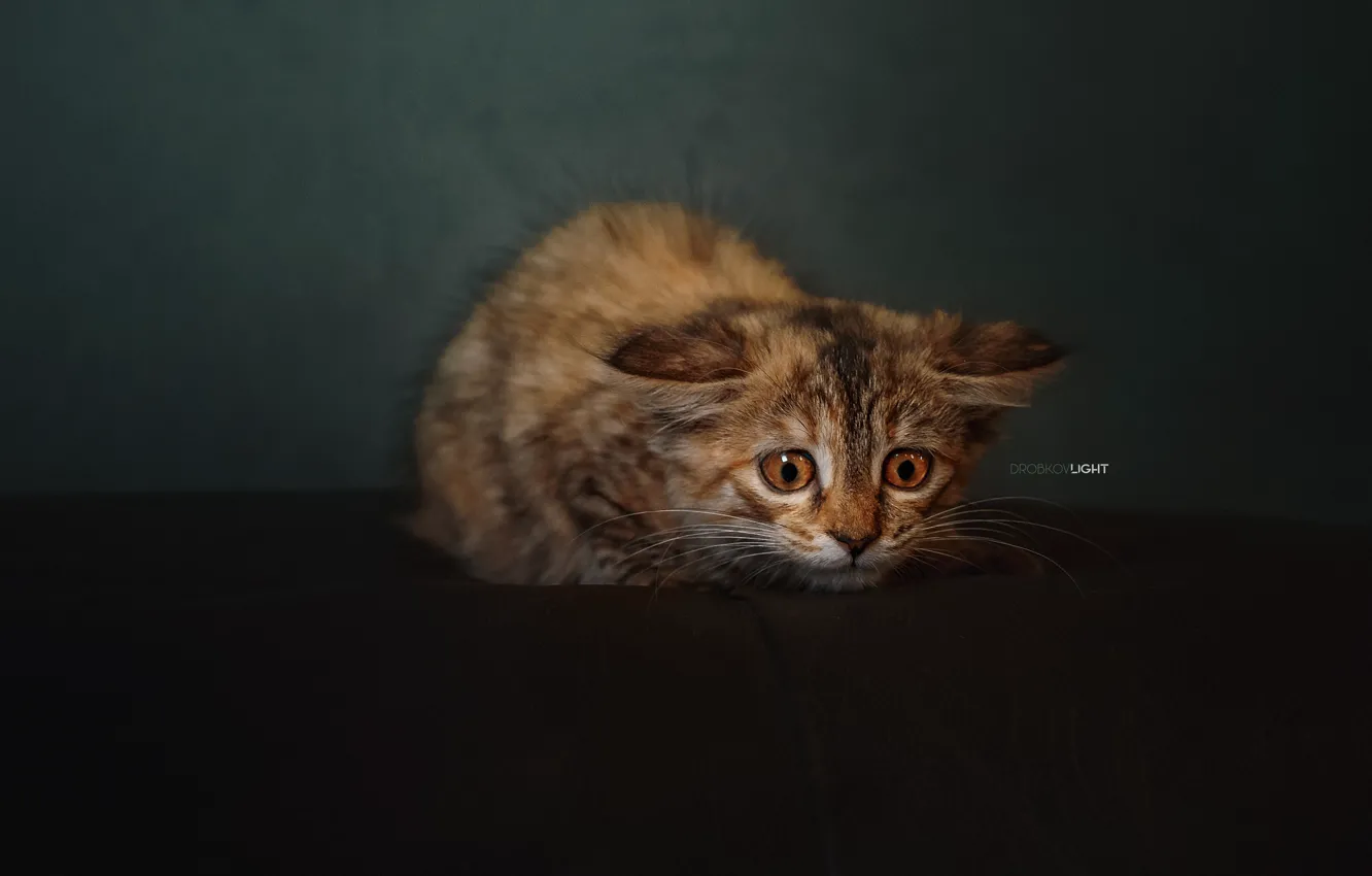 Photo wallpaper background, kitty, scared, cat, Alexander Drobkov-Light