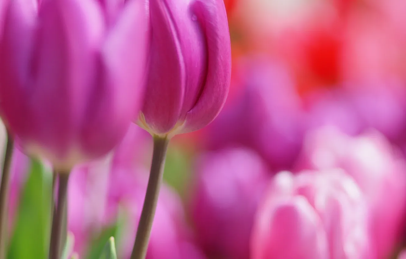 Photo wallpaper flowers, spring, tulips, pink